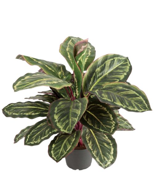 Maranta, 60 cm