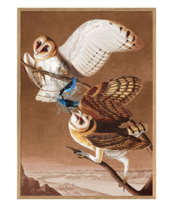 Poster m/ramme - Barn Owl 70x100cm