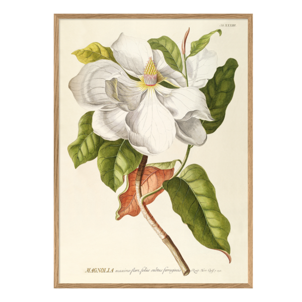 Poster m/ramme - Magnolia 70x100cm