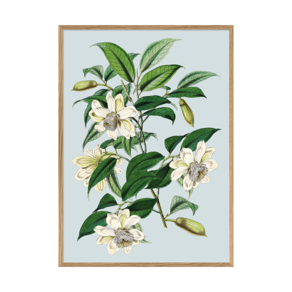 Poster m/ramme - White Magnolia Cathcartii 50x70cm
