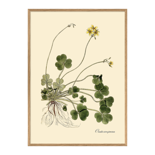 Poster m/ramme - Oxalis Compressa 70x100cm