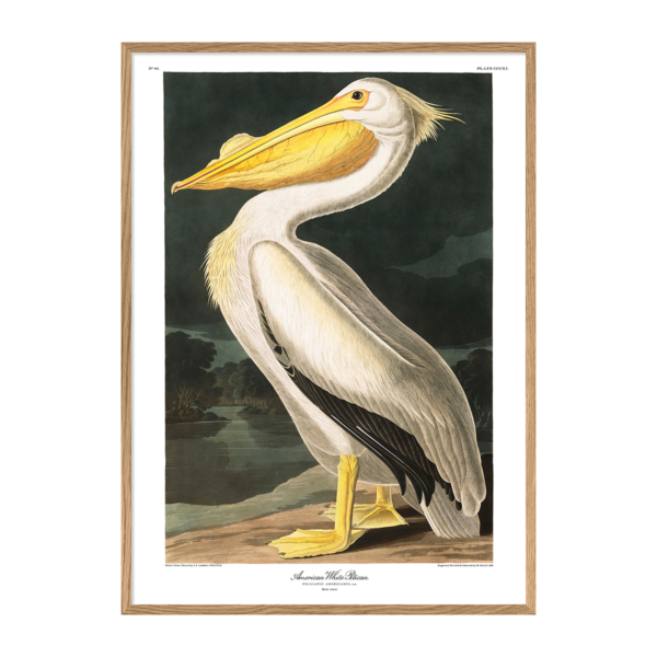 Poster m/ramme - American White Pelican 112x158cm