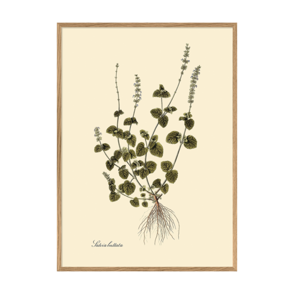 Poster m/ramme - Salvia Bullata 112x158cm