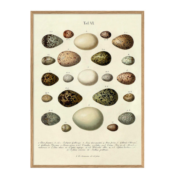 Poster m/ramme - Eggs Tab Vl 50x70cm