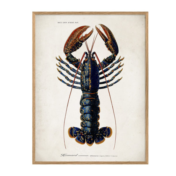 Poster m/ramme - Lobster 112x158cm