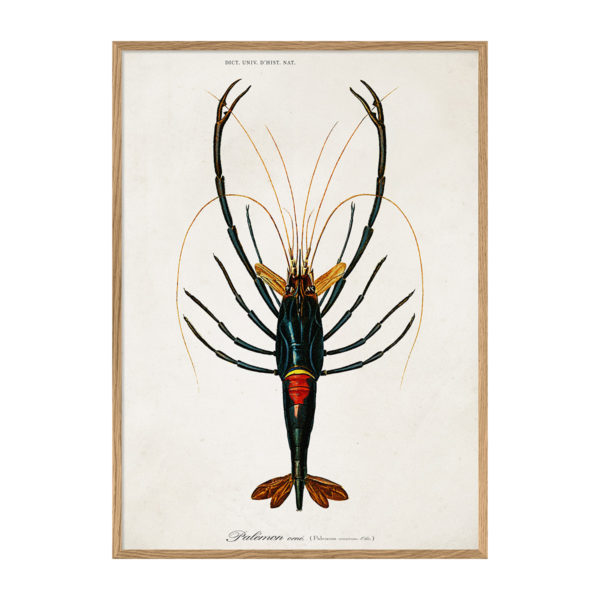 Poster m/ramme - Crayfish 70x100cm