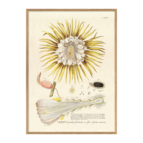 Poster m/ramme - Yellow Cereus Flower 50x70cm