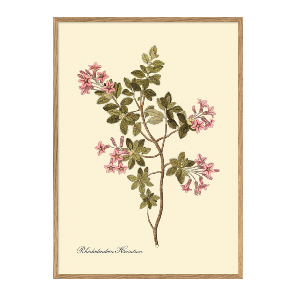 Poster m/ramme - Rhododendron Hirsutum 70x100cm