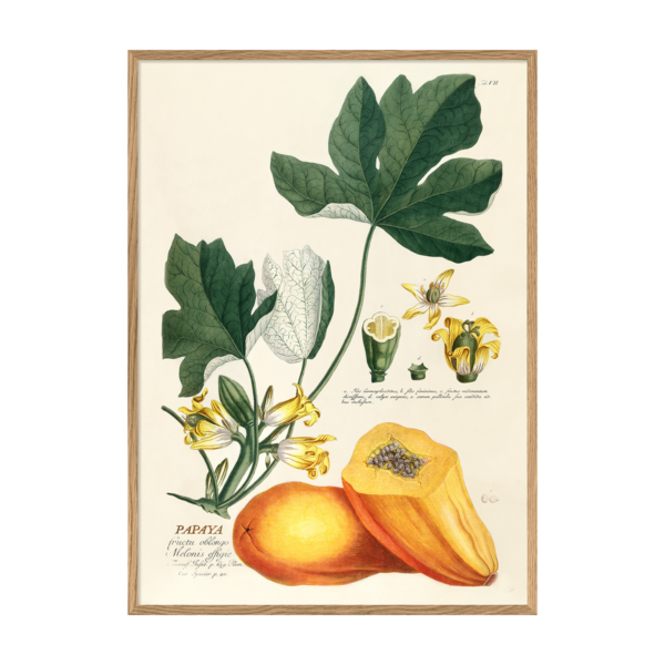 Poster m/ramme - Papaya Fructu Oblongo Melonis Effigie 70x100cm