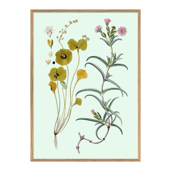 Poster m/ramme - Mesembryanthemum Aduncum 50x70cm