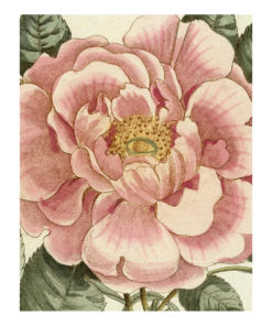 John Derian Picture Book II