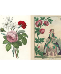 gallery-36636-for-BOK727