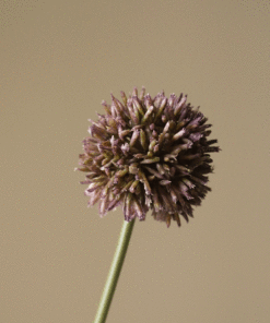 gallery-37437-for-BO0061