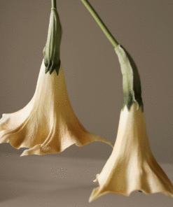 gallery-37442-for-BO0058