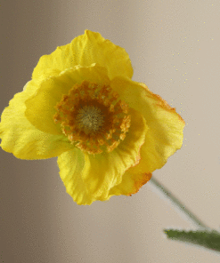 gallery-37756-for-BO0081