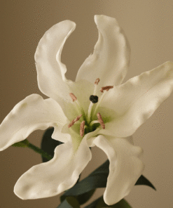 gallery-37760-for-BO0082