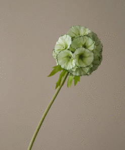 gallery-37762-for-BO0083