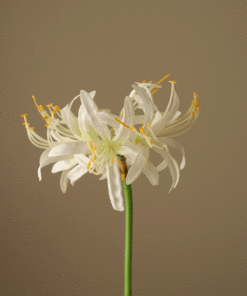 gallery-37440-for-BO0059