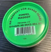 MAGGOT LEVENDE