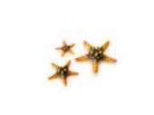 biOrb Sea Star set 3 yellow ORN SFA101Y (Utgått)