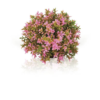 biOrb Flower ball pink PL32