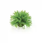 biOrb Flower ball green PL31 (4)