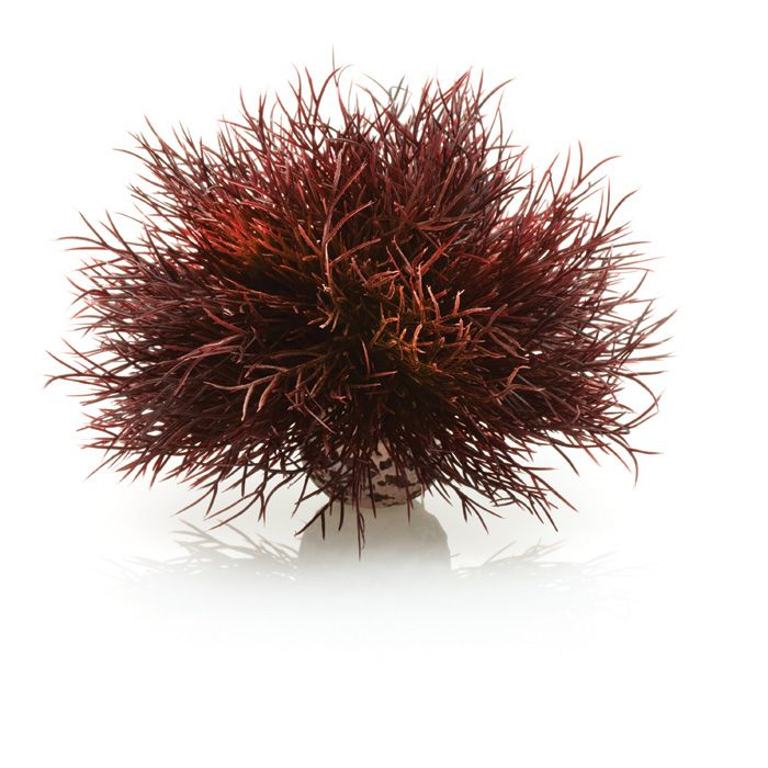 biOrb Aquatic sea lily crimson PL21