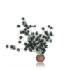 biOrb Bonsai ball svart plastplante