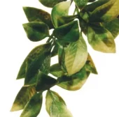 Mandarin S Plastväxt Exoterra