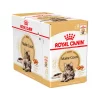 RC Feline Maine Coon Adult Gravy 12x85 g