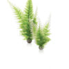 biOrb Aquatic winter fern set 2 PL10