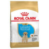 RC Breed Labrador Retriever Puppy 12 kg