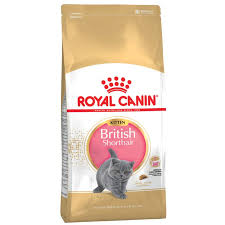 British Shorthair Kitten 2 kg