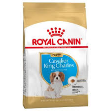 Cavalier King Charles Junior 1,5 kg