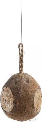 Kokosnöt Med Tre Öppningar