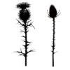 Thistles