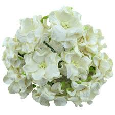 Store Gardenias - Wild Orchids craft- Creme - 6 cm