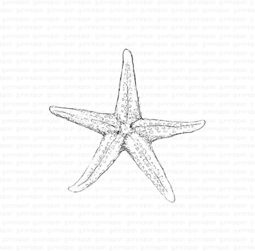 Gummiapan - Sjøstjerne - Stempel