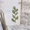 Gummiapan - Campanulablad - Dies