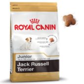 Jack Russel Puppy 1,5 kg