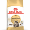 RC Maine coon 4kg