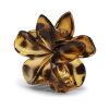 Plumeria Clarity Big Golden Brown - Sui Ava