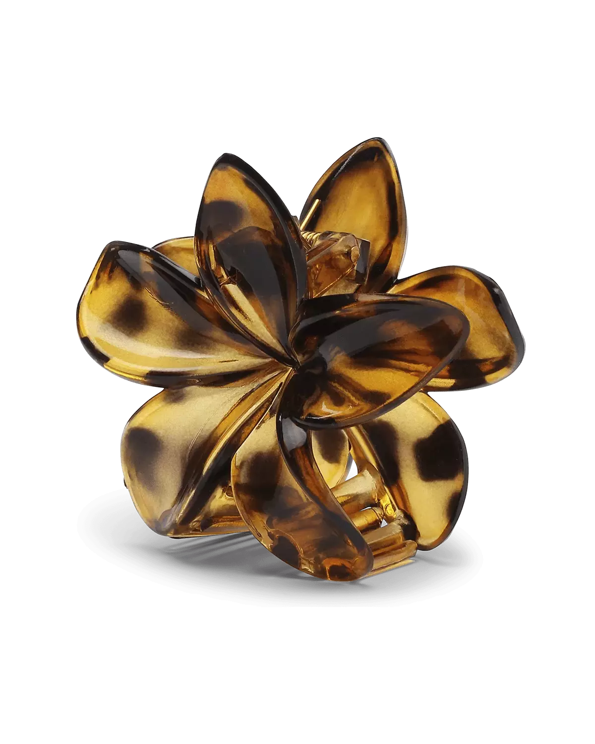 Plumeria Clarity Big Golden Brown - Sui Ava