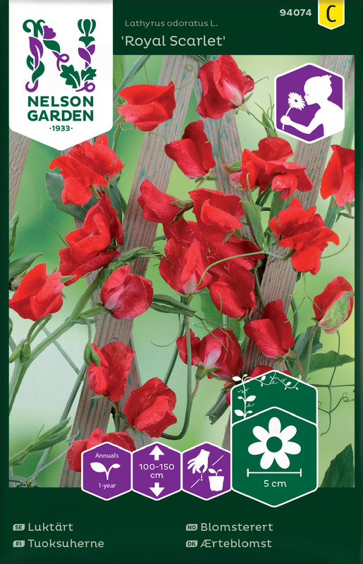 Blomsterert, Royal Scarlet, rød