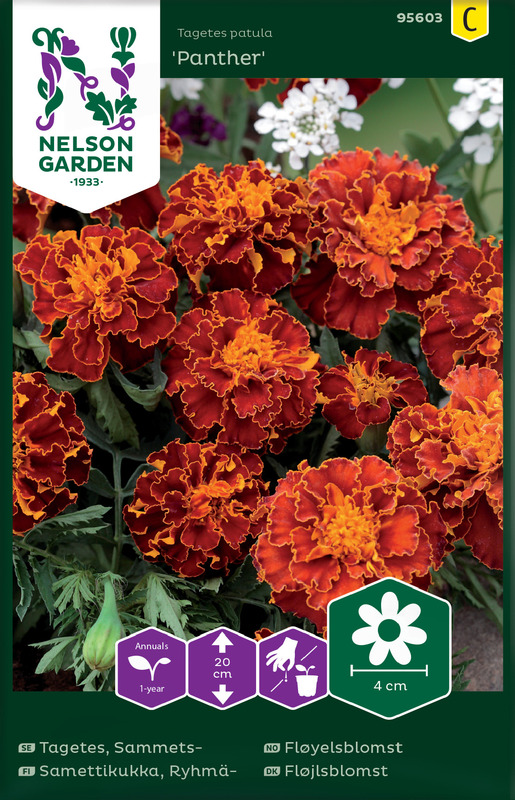 Fløyelsblomst, Panther, lav