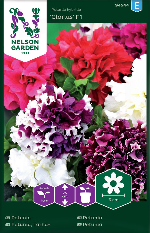 Petunia, Glorious F1, dobbel, bl. farg.