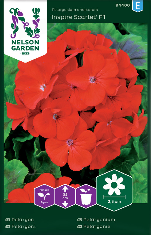 Pelargonium, Inspire Scarlet F1, rød