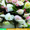 Begonia cascade odorosa White Blush