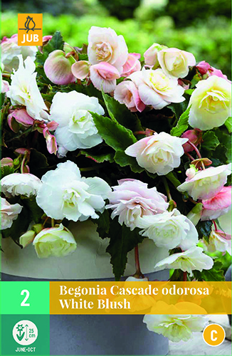 Begonia cascade odorosa White Blush