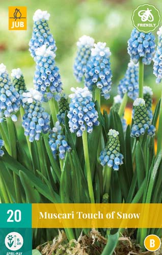 MUSCARI TOUCH OF SNOW 20